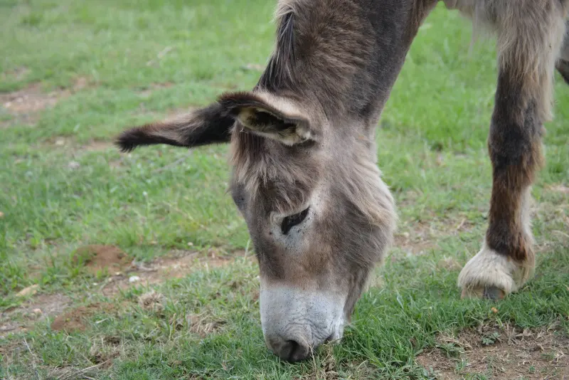 One of the Malu donkeys grazing on the lawn
