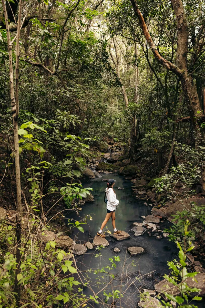 A walker stepping across stones in a forest stream, under a canopy of indigenous trees