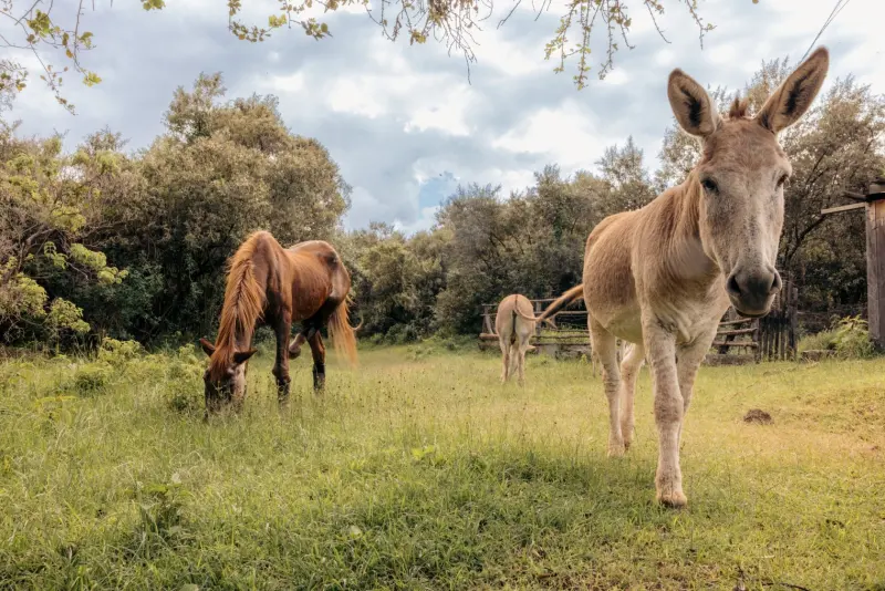 A horse and the donkeys grazing together in a paddock