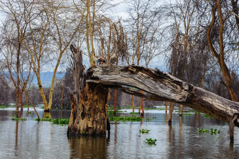 Drowned acacias standing in the shallows of the lake