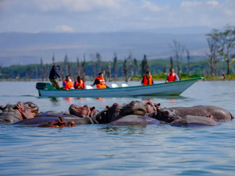 A boat on Lake Naivasha among hippos, the far shore and hills beyond