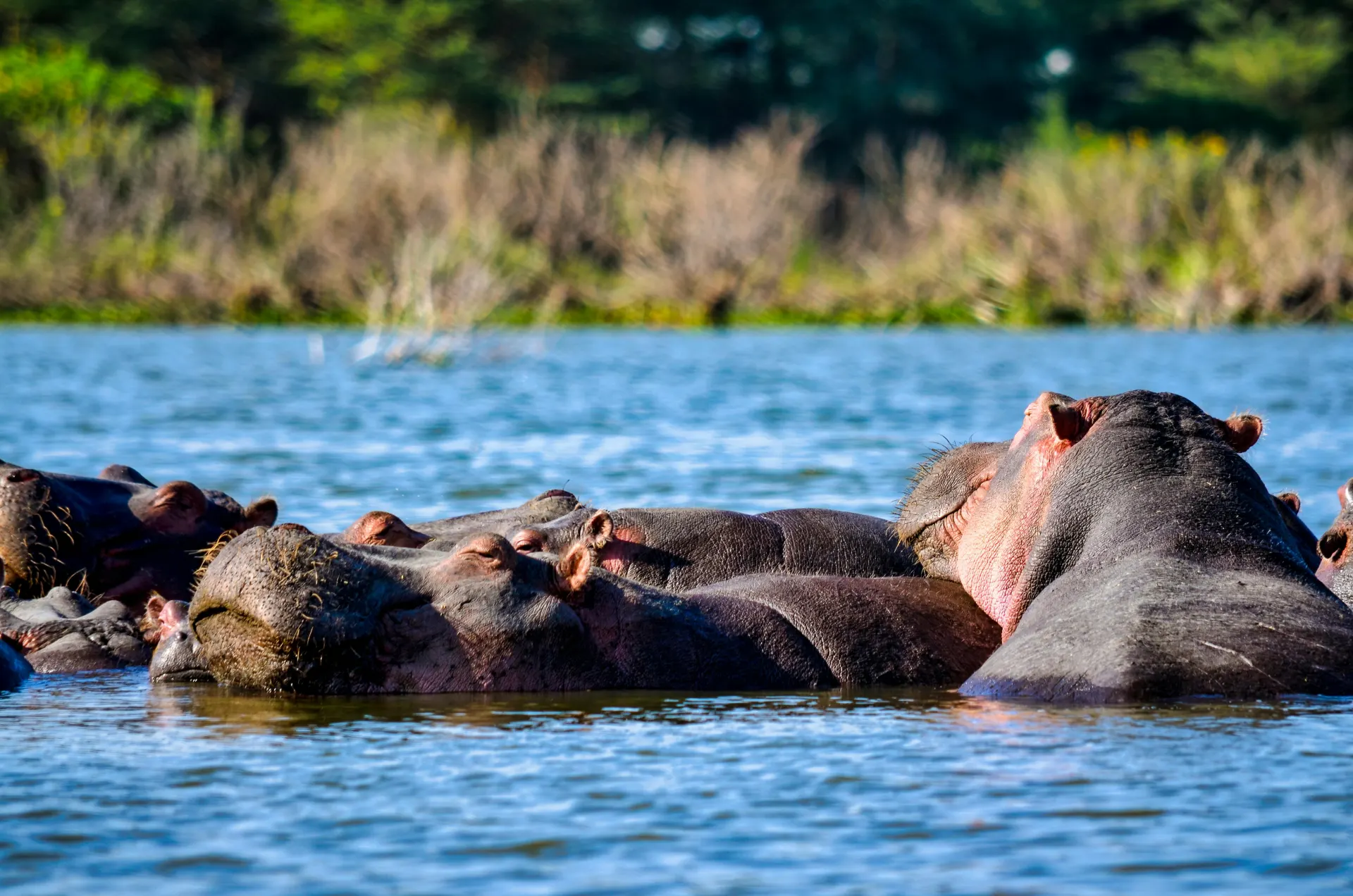 Hippos surfacing together in Lake Naivasha