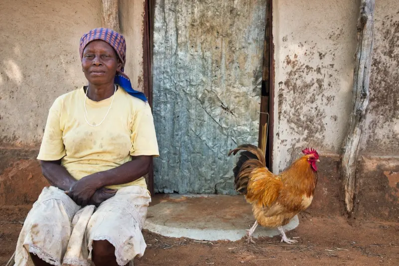 A neighbour sitting in her doorway, a rooster beside her